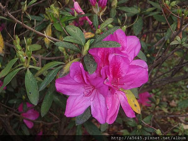 杜鵑花