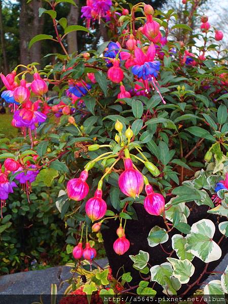 花 花