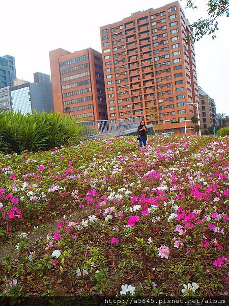 杜鵑花 杜鵑花