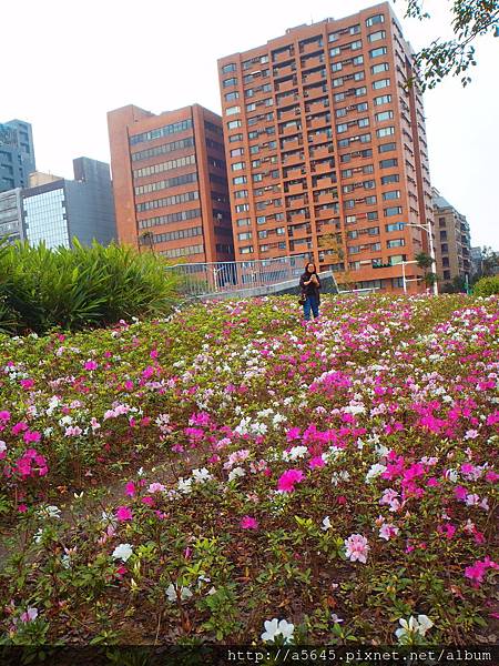 杜鵑花