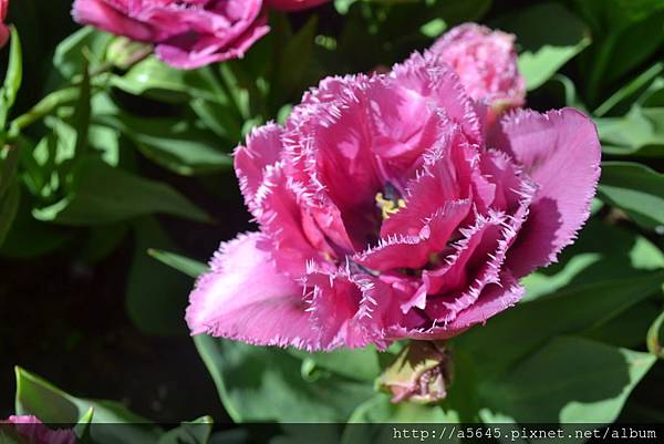 庫肯霍夫花園 庫肯霍夫花園