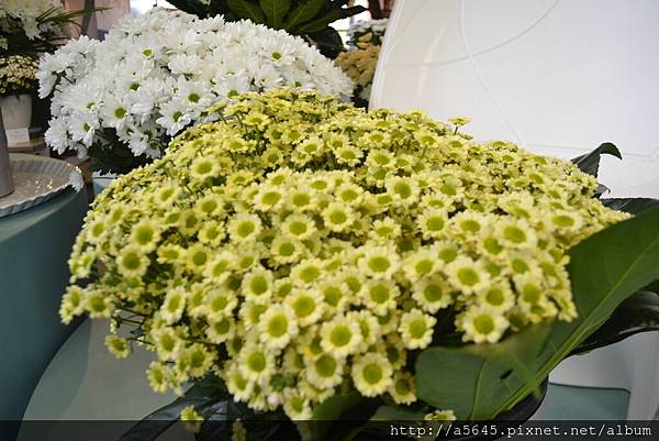 庫肯霍夫花園 庫肯霍夫花園