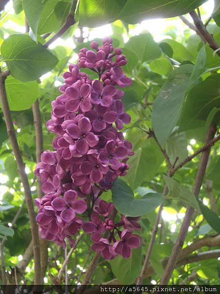 花 花