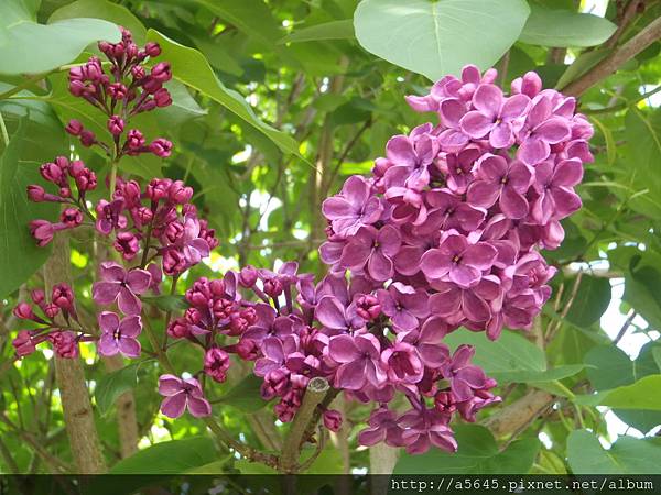 花 花
