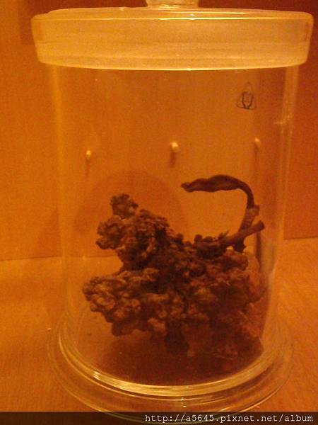 臺大農學實驗室 臺大農學實驗室