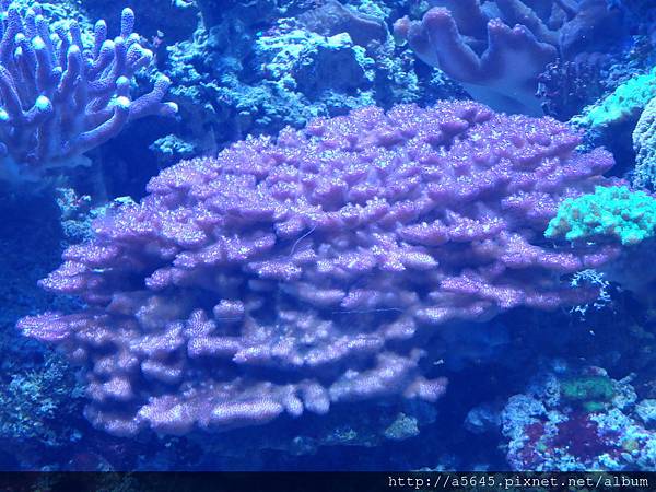 聖地亞哥_水族館