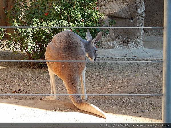 聖地亞哥動物園