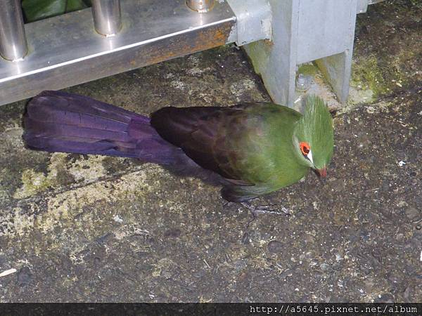 臺北市立木柵動物園