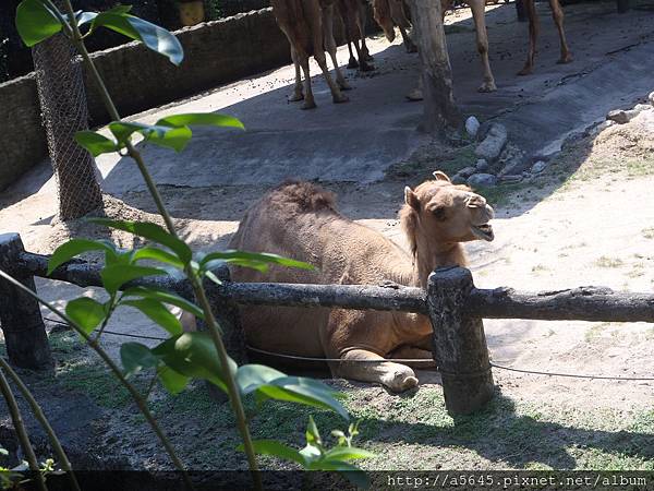 臺北市立木柵動物園