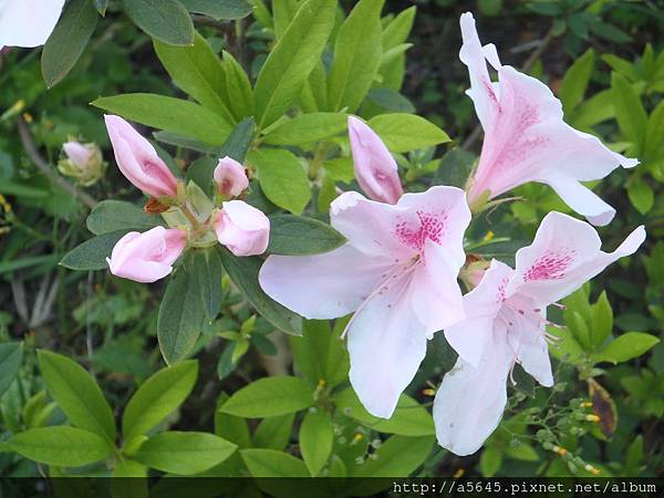 大安森林公園賞杜鵑花