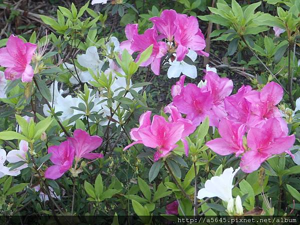 大安森林公園賞杜鵑花