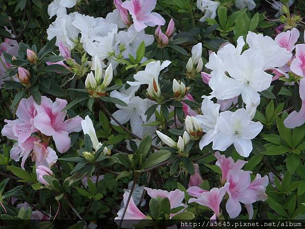 大安森林公園賞杜鵑花