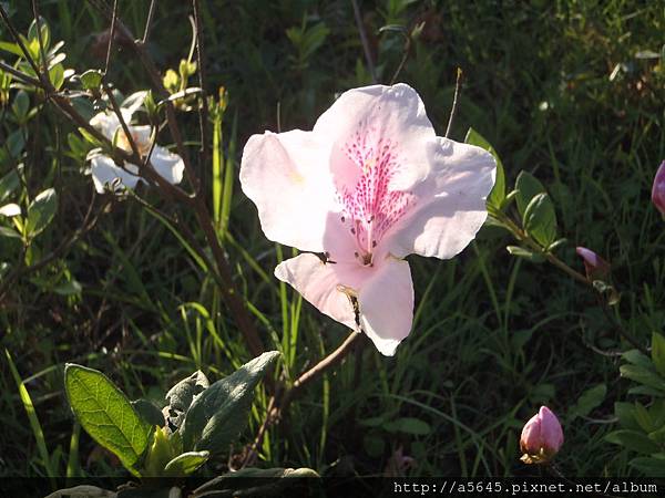 大安森林公園賞杜鵑花