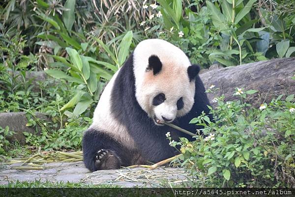 臺北市立木柵動物園