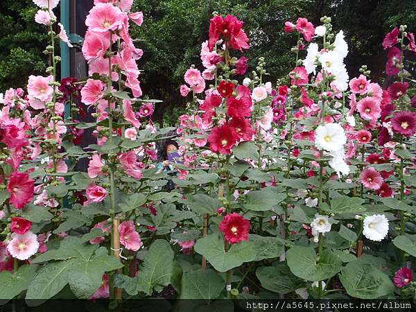 蜀葵花 Sara 痞客邦 蜀葵花 Sara 痞客邦