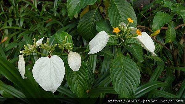 台北植物園