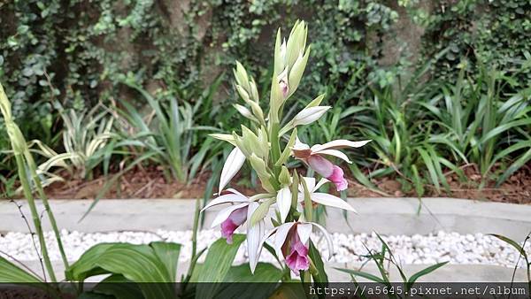 台北植物園