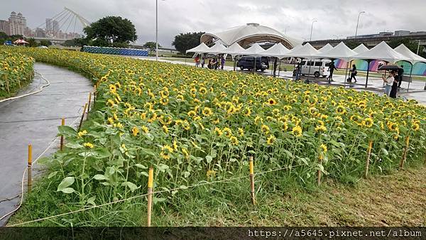 2023大佳河濱公園向日葵