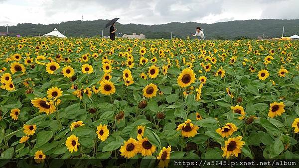 2023大佳河濱公園向日葵