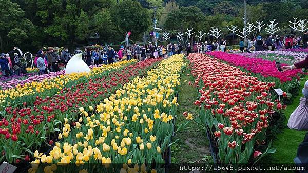 2024年士林官邸鬱金香花展