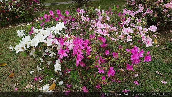 大安森林公園-杜鵑花和繡球花