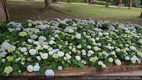 大安森林公園-杜鵑花和繡球花