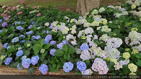 大安森林公園賞花