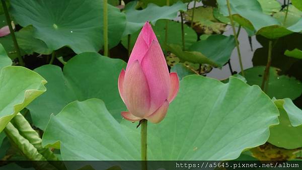 台北植物園賞花