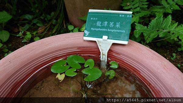 台北植物園賞花