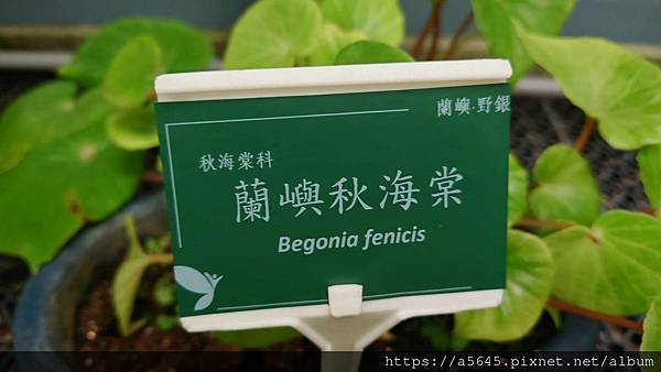 台北植物園賞花