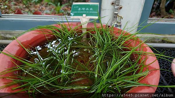 台北植物園賞花