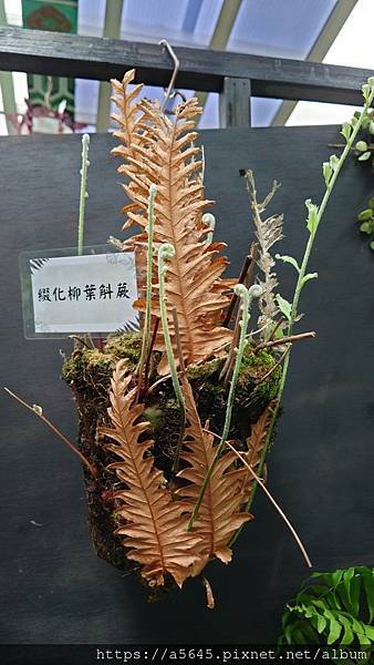 2024蕨類植物展