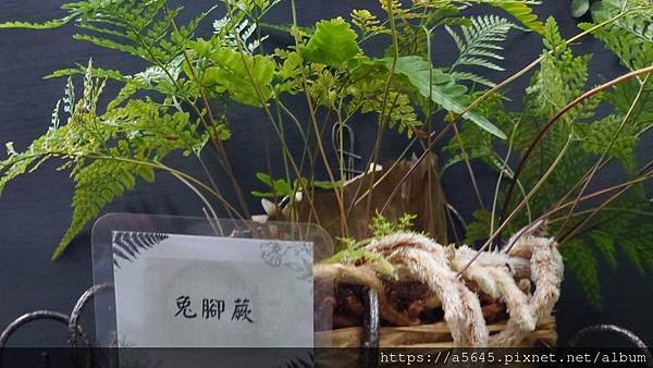 2024蕨類植物展