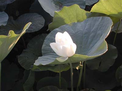 荷花79.JPG