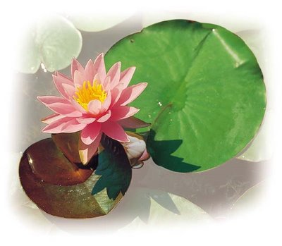 蓮花34.JPG
