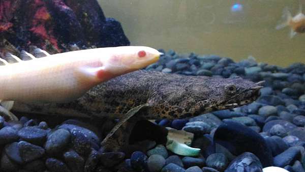 多鰭魚 恐龍魚 水族箱中的古代魚 玩具的水族部落 痞客邦