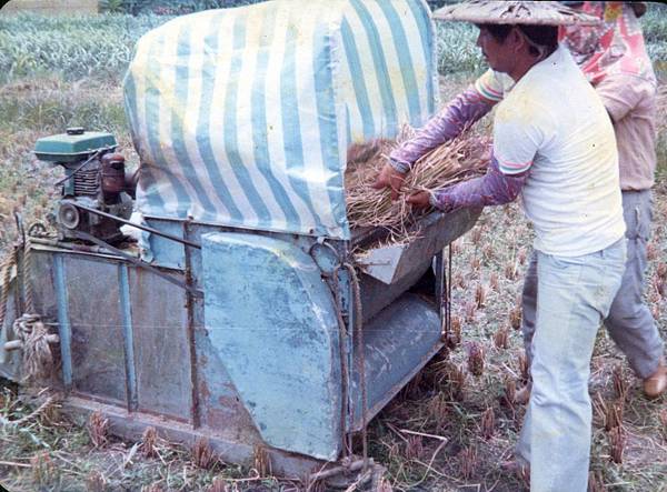 70年夏季割稻.jpg