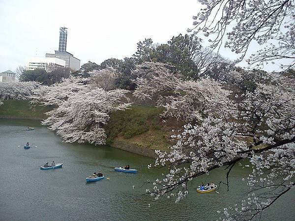 千鳥ヶ淵 -4