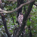 20170304-24-鳳頭蒼鷹.jpg