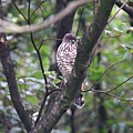 20170304-25-鳳頭蒼鷹.jpg