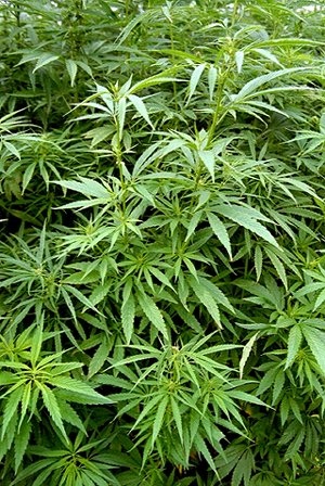 大麻 最具有爭議性的毒品 阿雲桑的英呎 痞客邦