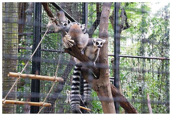 不知名的小動物.jpg