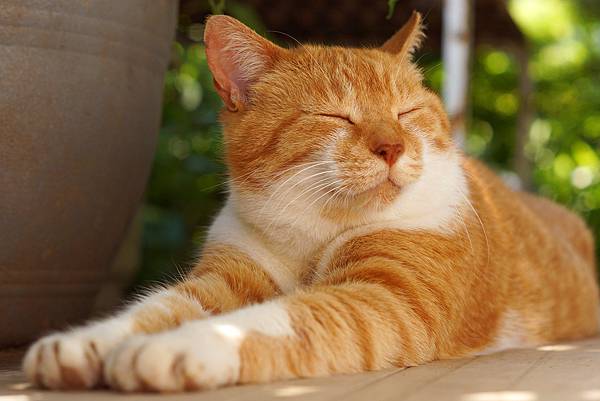 1800x1200_cat_relaxing_on_patio_other