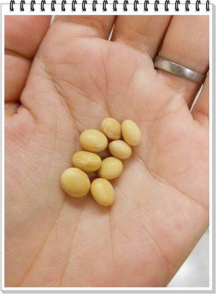 非基因改造黃豆