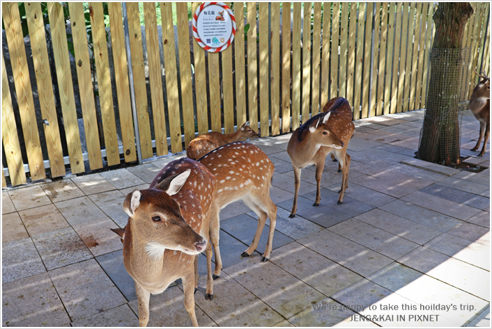 花蓮｜秀林－洄瀾灣休閒農場～可愛動物近距離餵食.水豚君.狐蒙