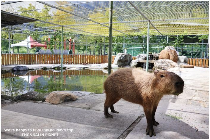 花蓮｜秀林－洄瀾灣休閒農場～可愛動物近距離餵食.水豚君.狐蒙