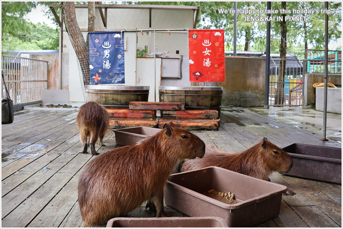 花蓮｜秀林－洄瀾灣休閒農場～可愛動物近距離餵食.水豚君.狐蒙