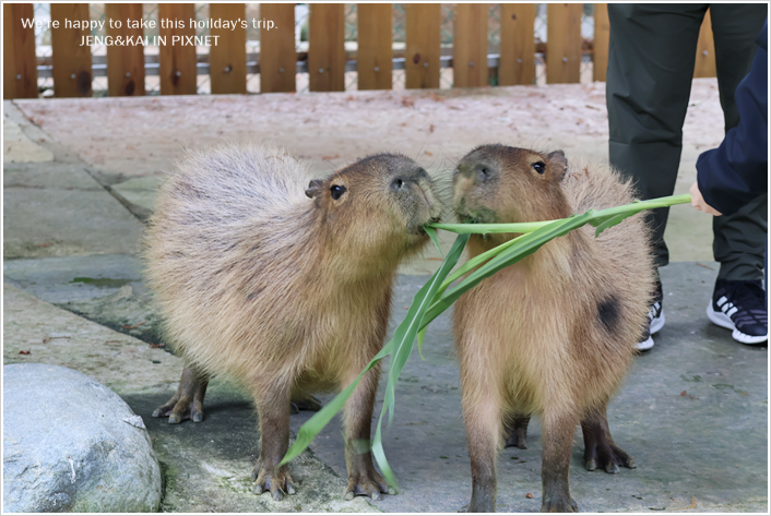 花蓮｜秀林－洄瀾灣休閒農場～可愛動物近距離餵食.水豚君.狐蒙