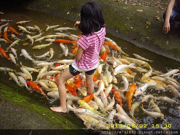 102年6月22日鯉魚(3).JPG