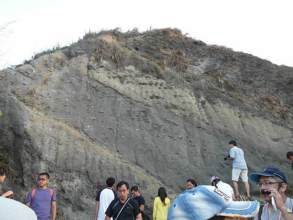 q過港貝化石層2.JPG